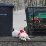 Tiere sind keine Weihnachtsgeschenke
